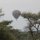 Ballon-Safari