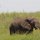 einsamer Elefant