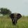 einsamer Elefant