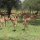 Impala-Herde