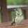 Ohrfleck-Bartvogel