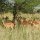 Impala-Herde