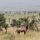 Serengeti-Topi allein in der weiten Landschaft