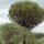 Kaktus-Baum