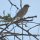 Singvogel