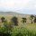 Serengeti-Savannenlandschaft