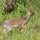 Dikdik