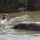 Nilpferde im Hippo-Pool