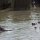 Nilpferde im Hippo-Pool