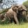 afrikanischer Elefant