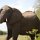afrikanischer Elefant