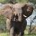 afrikanischer Elefant