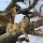 Löwengruppe auf Baum