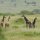 Giraffen