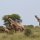 Giraffen