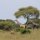Giraffen