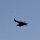 Adler in der Luft