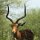 Impala-Bock