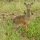Dikdik (Weibchen)