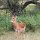 Impala-Bock