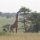 Giraffe vor unserem Camp