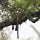 Leopard versteckt in Baum