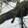 Leopard versteckt in Baum