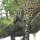 Leopard versteckt in Baum