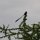 Witwen-Vogel