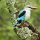 Senegal-List (Eisvogel-Art)