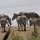 Zebras am Lake Ndutu