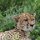 Gepard-Weibchen
