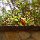 in der Bougainvillea Safari-Lodge