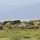 Massai-Dorf
