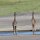 Giraffen
