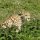 Gepard auf der Lauer
