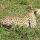 Gepard auf der Lauer