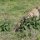 Gepard auf der Lauer
