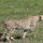Gepard auf der Lauer
