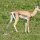 Grant-Gazelle
