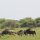 Gnus