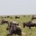 Gnus
