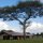 Thorn Tree-Camp