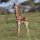 Baby-Giraffe