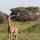 Baby-Giraffe