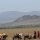 die Massai wandern durchs Land