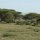 Giraffen in der Serengeti-Ebene