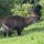 Wasserbock vor der Rhino-Lodge