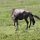 Gnu-Geburt