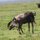 Gnu-Geburt